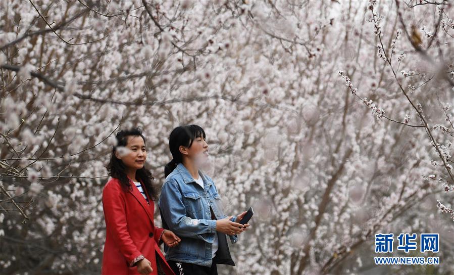（春季美丽生态）（6）甘肃敦煌：大漠杏花繁