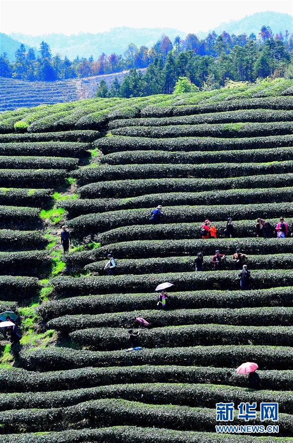 （社会）（1）福建：生态茶园美如画