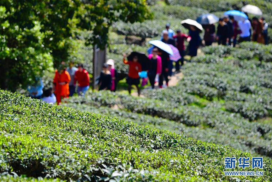 （社会）（2）福建：生态茶园美如画