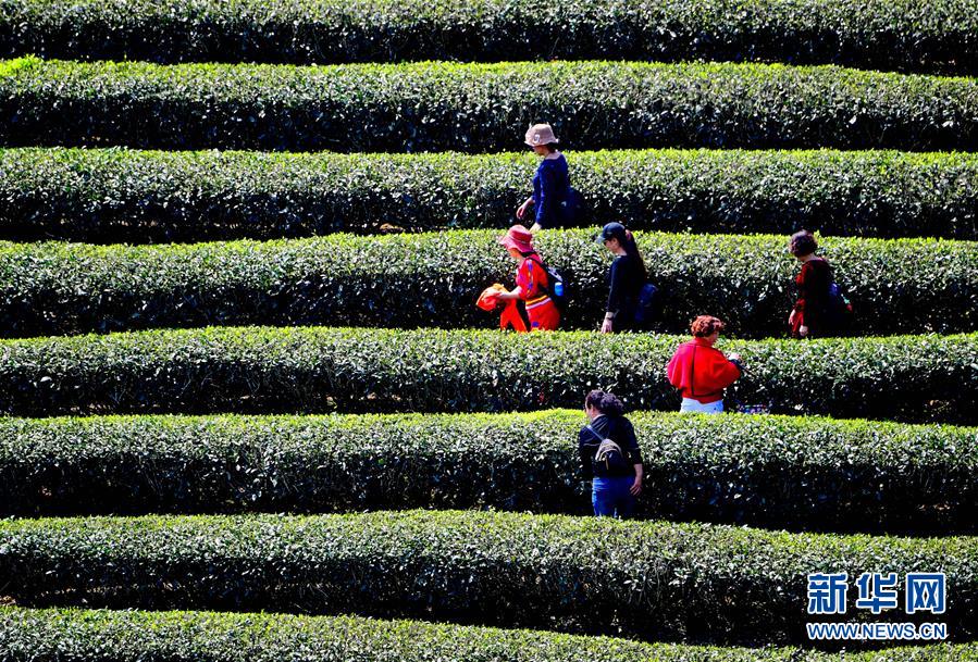 （社会）（3）福建：生态茶园美如画