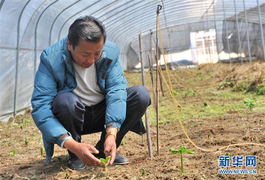 (经济)(1)西藏米林:家庭农场的致富带头人