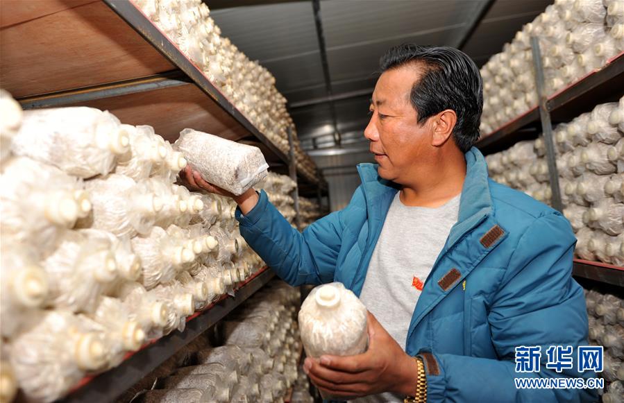 （经济）（2）西藏米林：家庭农场的致富带头人