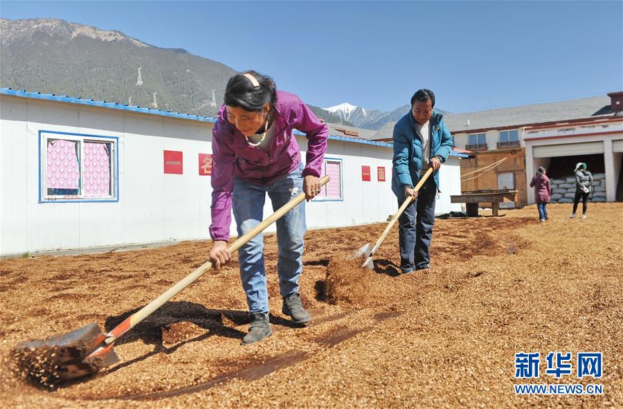 （经济）（3）西藏米林：家庭农场的致富带头人