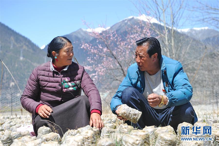 （经济）（4）西藏米林：家庭农场的致富带头人