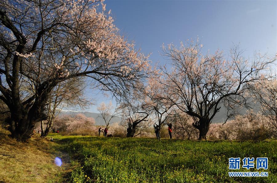 （图文互动）（4）西藏&ldquo;以花为媒&rdquo;借林芝桃花节助推特色产业