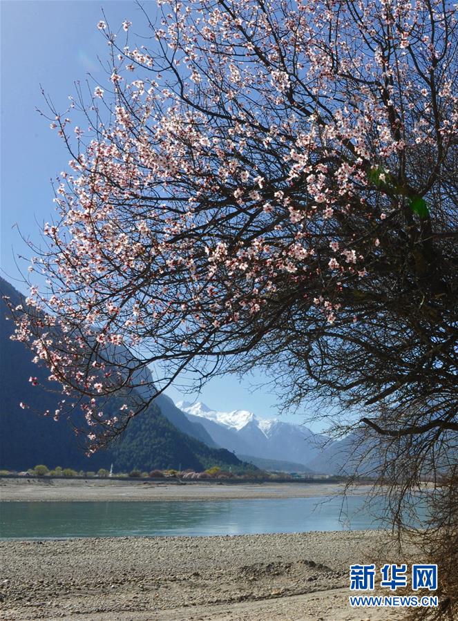 （图文互动）（6）西藏&ldquo;以花为媒&rdquo;借林芝桃花节助推特色产业