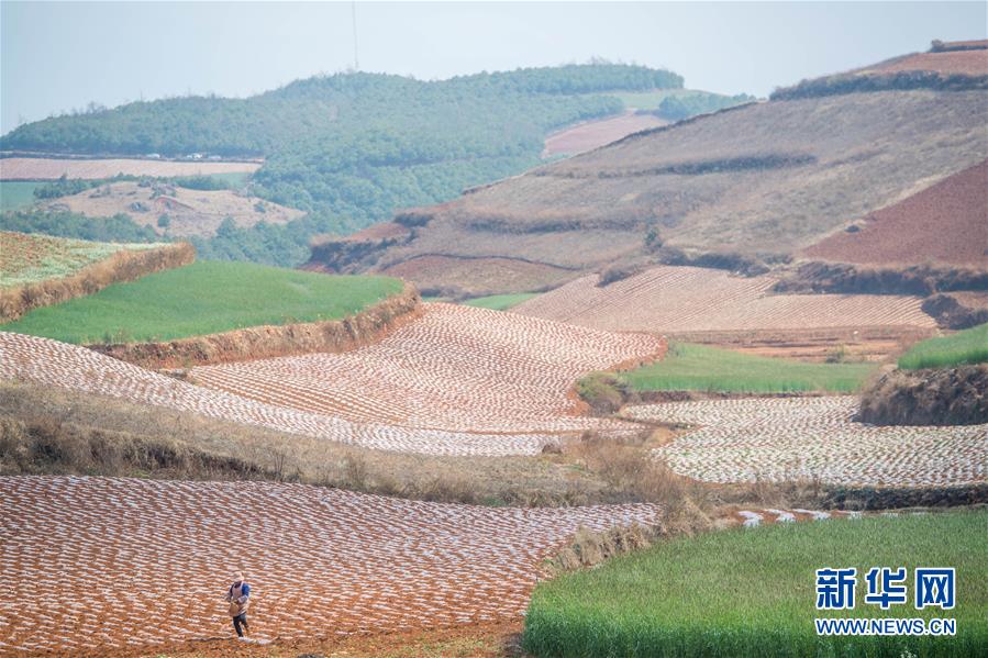以犁为笔,以种子为墨--农家人在东川红土地上