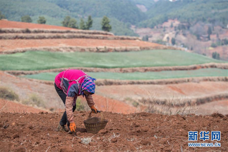 以犁为笔,以种子为墨--农家人在东川红土地上