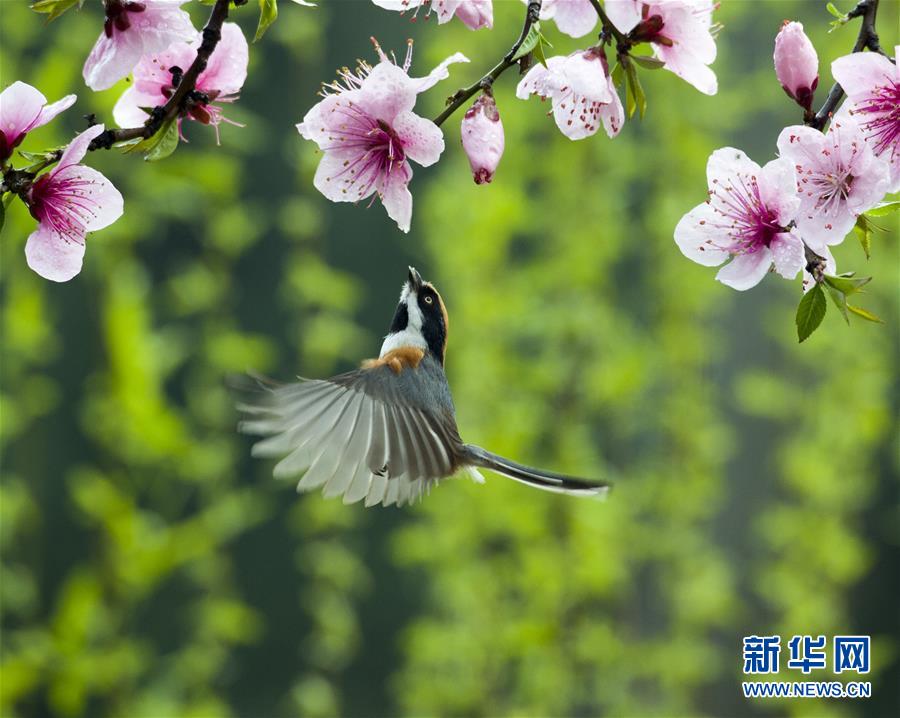 （镜观中国&middot;新华网）（7）新华社国内照片一周精选