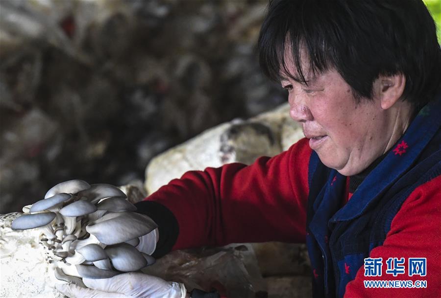 （经济）（1）河北阜城：春秋棚蘑菇撑起群众&ldquo;致富伞&rdquo;