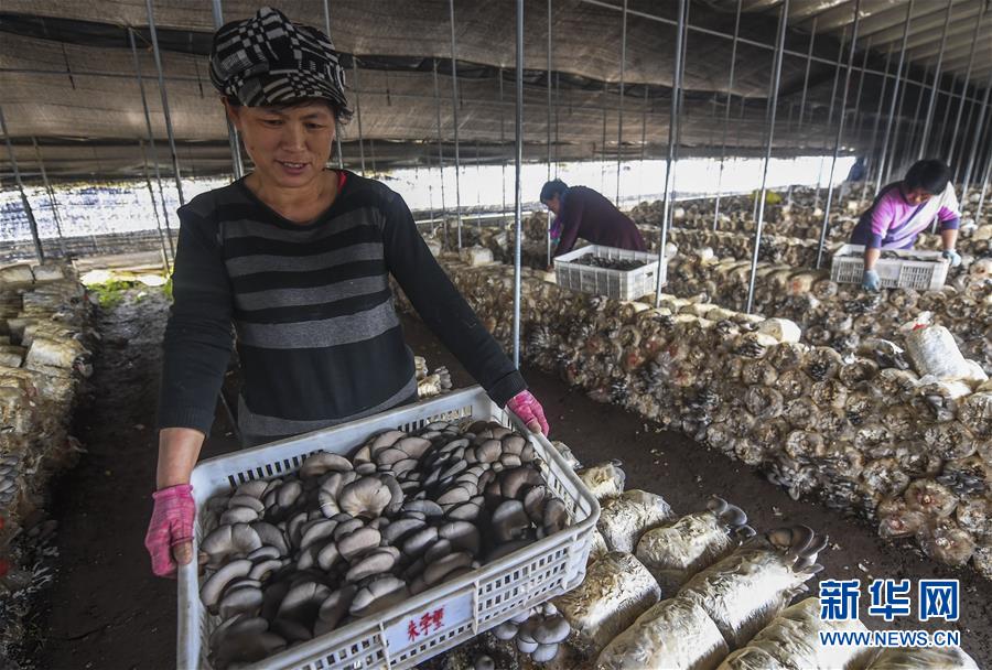 （经济）（2）河北阜城：春秋棚蘑菇撑起群众“致富伞”