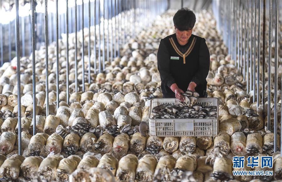 （经济）（3）河北阜城：春秋棚蘑菇撑起群众“致富伞”