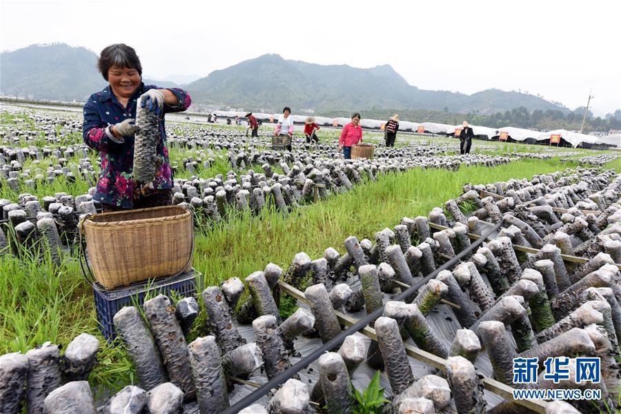 （社会）（1）精准扶贫到户 产业扶贫致富