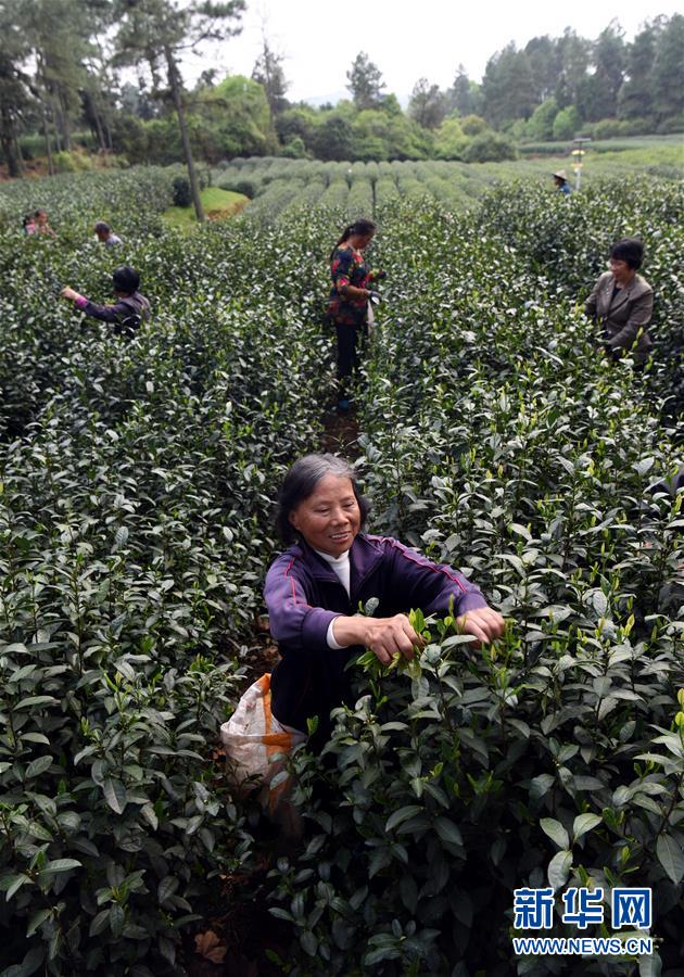 （社会）（2）精准扶贫到户 产业扶贫致富