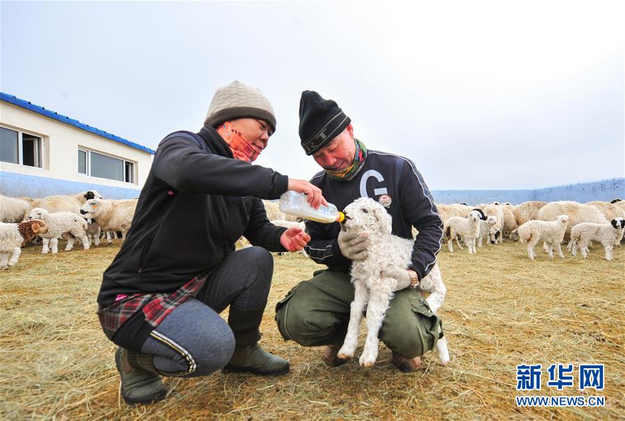 （社会）（3）内蒙古草原牧民喜接春羔