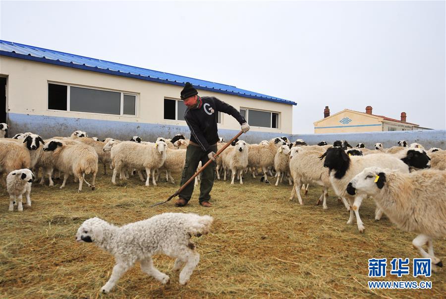 （社会）（4）内蒙古草原牧民喜接春羔