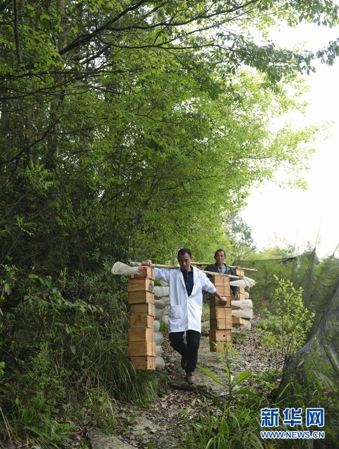 #(社会)(1)湖北宣恩:产业扶贫助力深山养蜂人