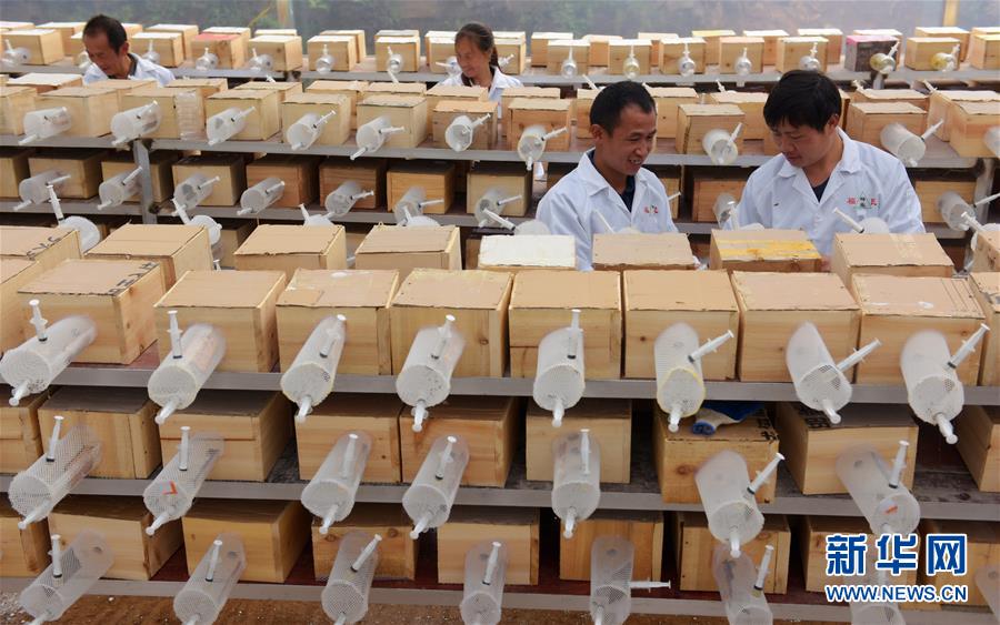 #(社会)(2)湖北宣恩:产业扶贫助力深山养蜂人