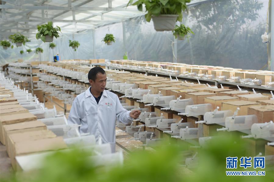 #（社会）（3）湖北宣恩：产业扶贫助力深山养蜂人