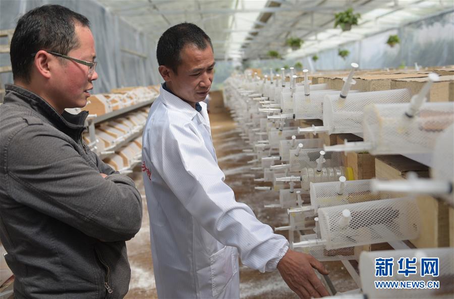 #(社会)(4)湖北宣恩:产业扶贫助力深山养蜂人