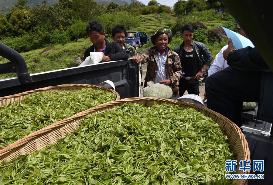 （經濟）（1） 西藏墨脫：茶業變成致富“金葉”