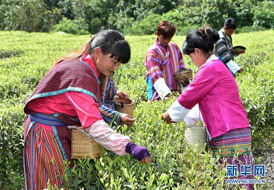 （經濟）（3） 西藏墨脫：茶業變成致富“金葉”