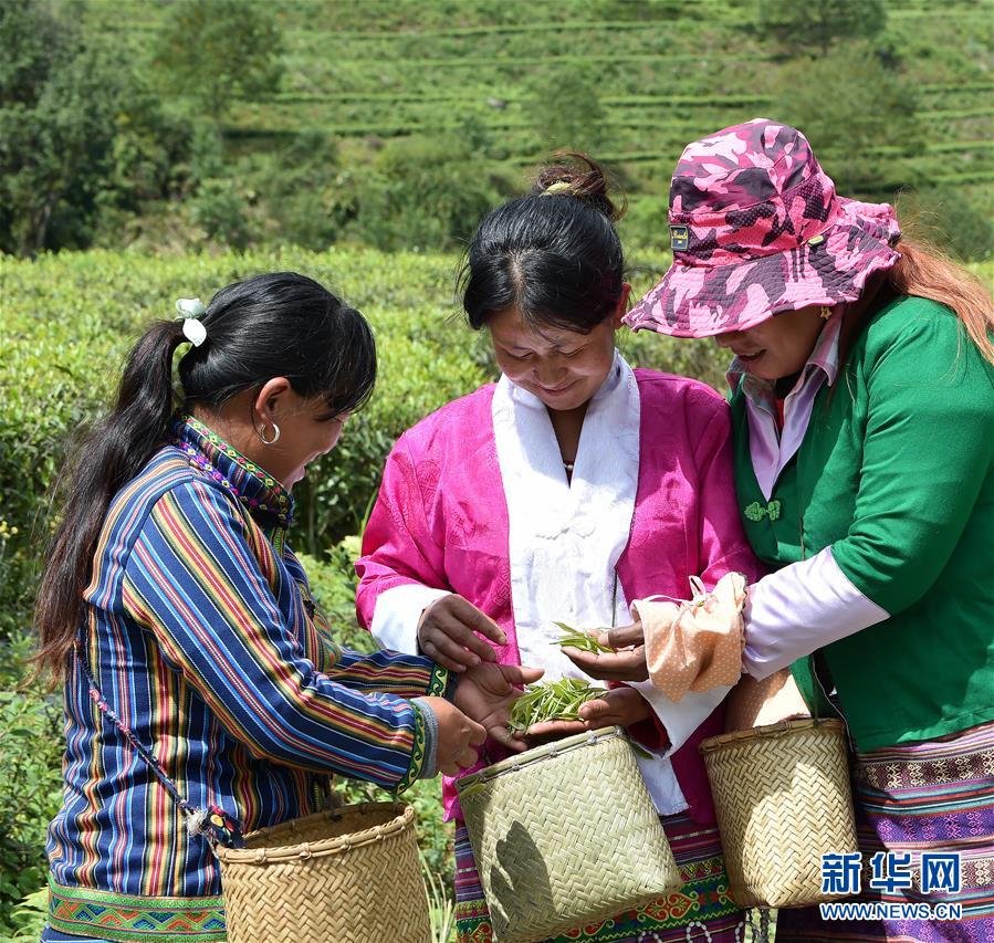 （經濟）（2） 西藏墨脫：茶業變成致富“金葉”