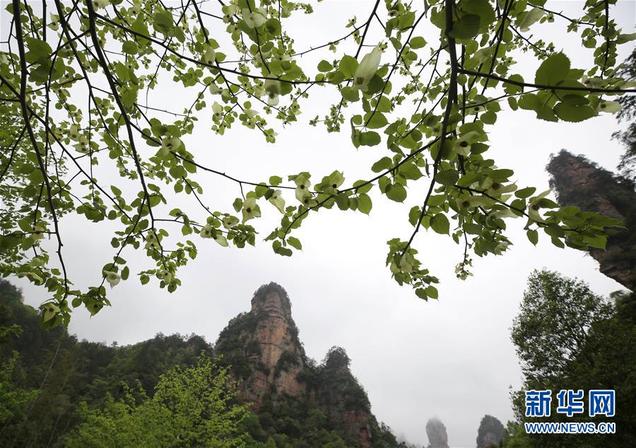 #（环境）（3）珙桐花开