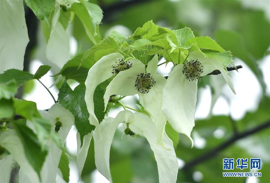 #（环境）（4）珙桐花开