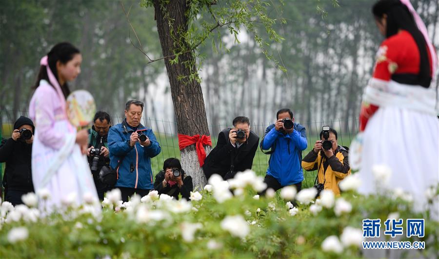 （春季美丽生态）（2）江苏淮安：牡丹盛开惹人醉