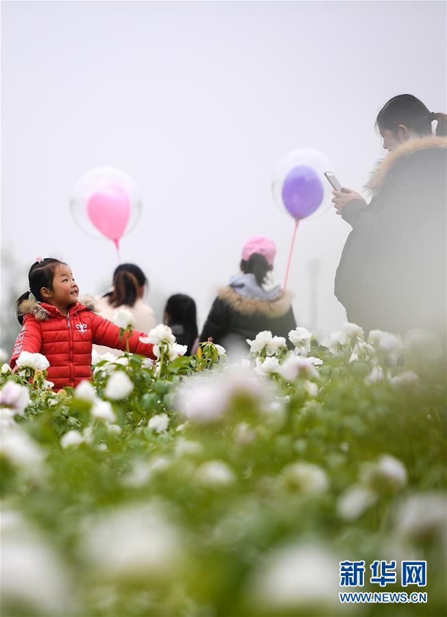 （春季美丽生态）（3）江苏淮安：牡丹盛开惹人醉