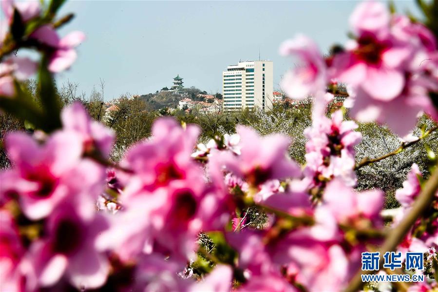 （春季美丽生态）（2）青岛赏花会启幕