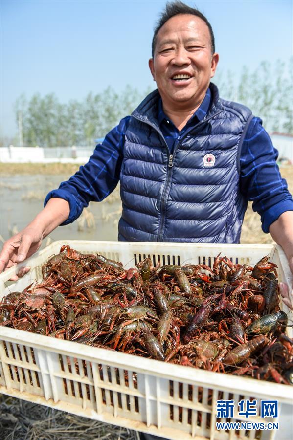 （社会）（1）江苏宿迁：藕&ldquo;遇&rdquo;小龙虾 富民大产业