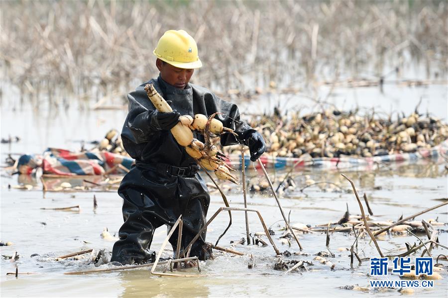 （社会）（2）江苏宿迁：藕&ldquo;遇&rdquo;小龙虾 富民大产业