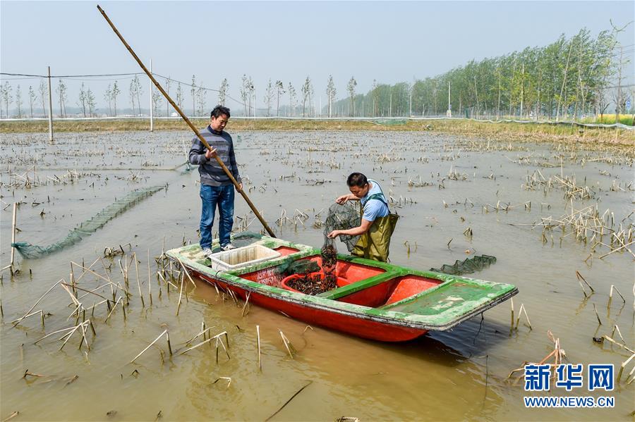 （社会）（3）江苏宿迁：藕&ldquo;遇&rdquo;小龙虾 富民大产业