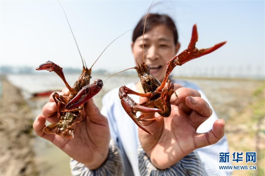 （社会）（4）江苏宿迁：藕&ldquo;遇&rdquo;小龙虾 富民大产业