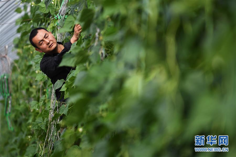 （经济）（1）甘肃酒泉：无土栽培让戈壁荒滩变身&ldquo;菜园果篮&rdquo;