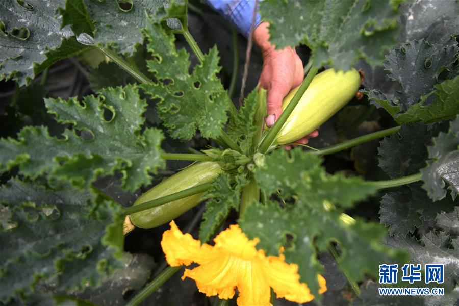 (经济)(3)甘肃酒泉:无土栽培让戈壁荒滩变身“菜园果篮”