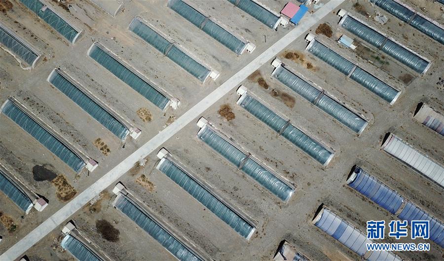 (经济)(4)甘肃酒泉:无土栽培让戈壁荒滩变身“菜园果篮”