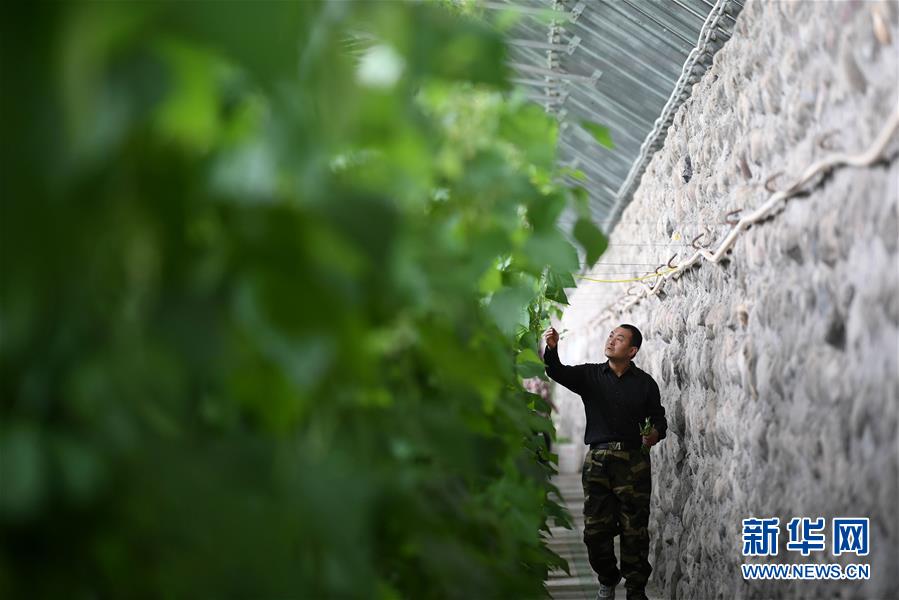 (经济)(5)甘肃酒泉:无土栽培让戈壁荒滩变身“菜园果篮”