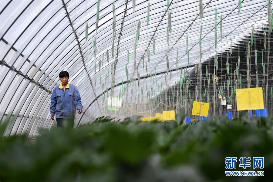 （经济）（6）甘肃酒泉：无土栽培让戈壁荒滩变身&ldquo;菜园果篮&rdquo;