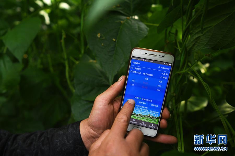 （经济）（7）甘肃酒泉：无土栽培让戈壁荒滩变身&ldquo;菜园果篮&rdquo;