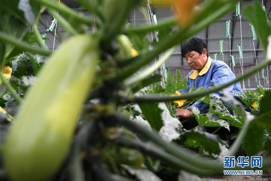 (经济)(8)甘肃酒泉:无土栽培让戈壁荒滩变身“菜园果篮”