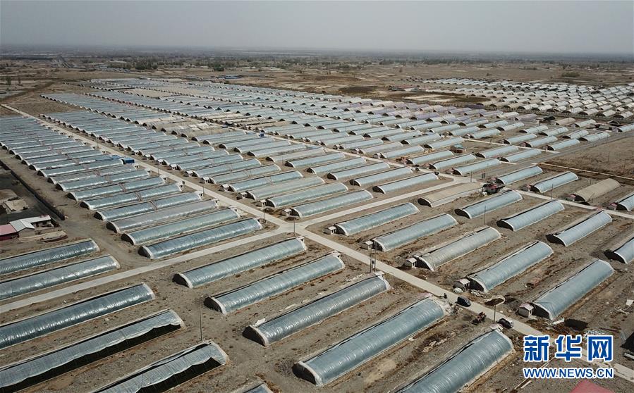 (经济)(9)甘肃酒泉:无土栽培让戈壁荒滩变身“菜园果篮”