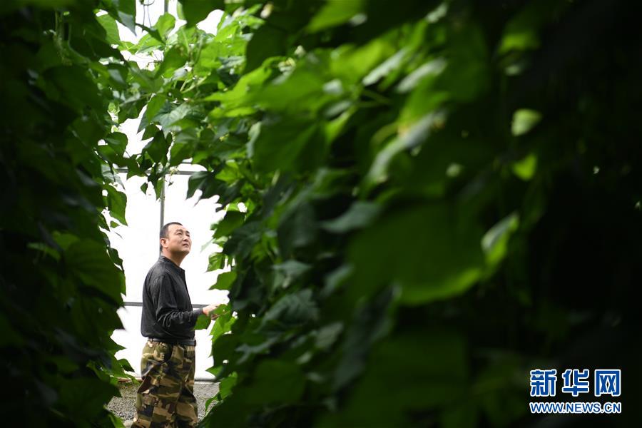 （经济）（10）甘肃酒泉：无土栽培让戈壁荒滩变身&ldquo;菜园果篮&rdquo;