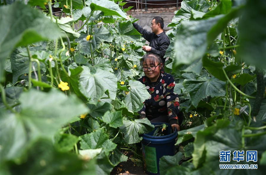 (经济)(12)甘肃酒泉:无土栽培让戈壁荒滩变身“菜园果篮”