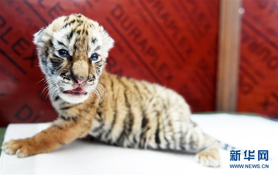 （社会）（2）东北虎人工饲养繁育基地进入繁殖高峰期