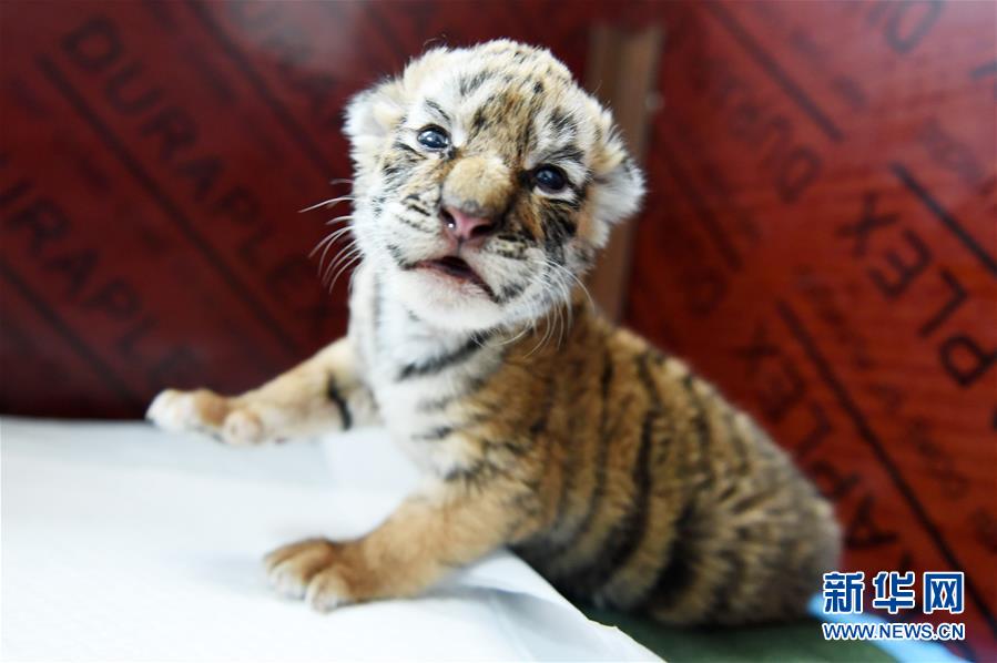 （社会）（3）东北虎人工饲养繁育基地进入繁殖高峰期