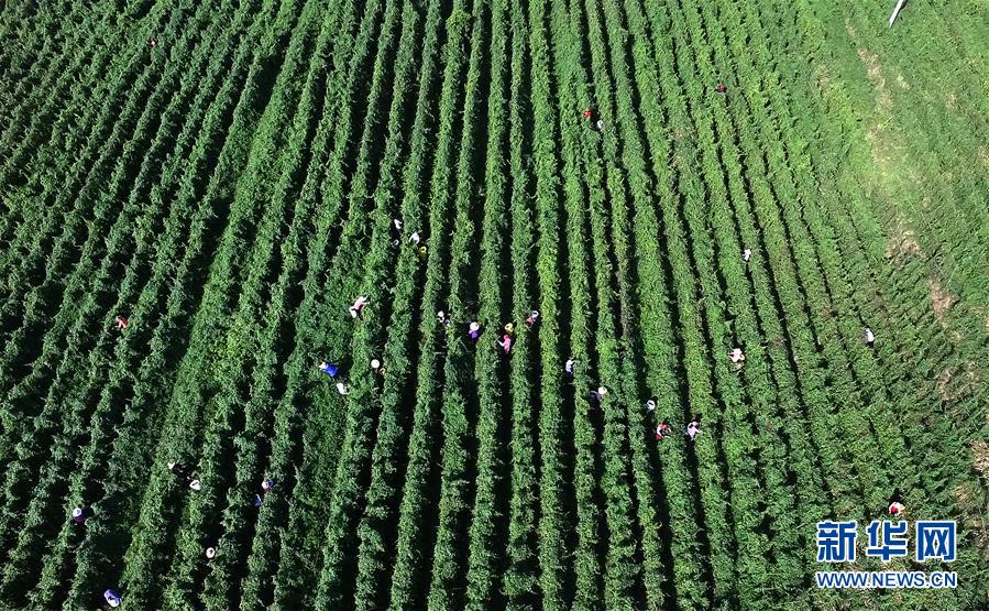 （经济）（1）江西丰城：何首乌茶扶贫促增收