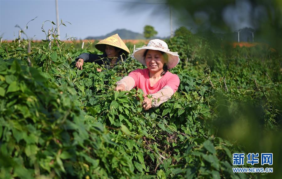 （经济）（2）江西丰城：何首乌茶扶贫促增收
